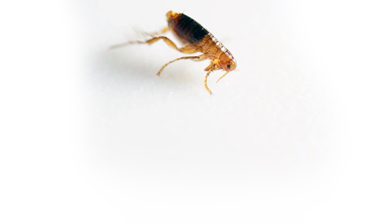 Kammerjäger-Flöhebekämpfung