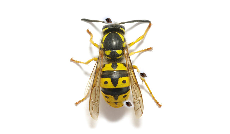 Kammerjäger-Wespenbekämpfung